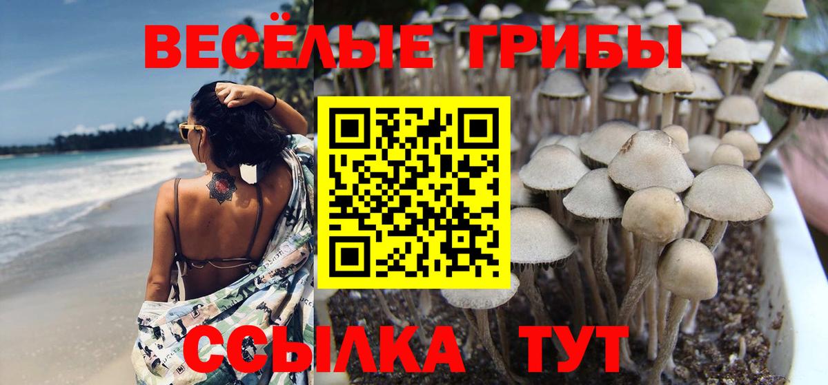 Тихорецк  Галлюциногенные грибы Psilocybine cubensis  Вход с VPN 